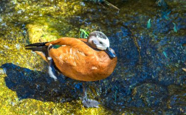 Kahverengi ıslıkçı ördek, dendrocygna ıslık Afrika orange ördek