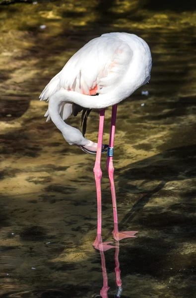 African pink flamingo Enano — Stock Photo, Image