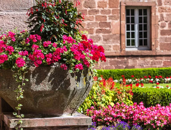 Fiori di geranio rosso brillante in vaso di pietra — Foto Stock