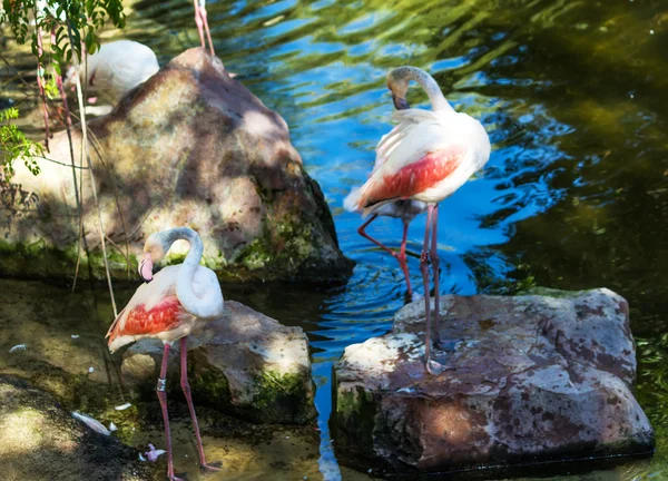 African pink flamingos, flamenco enano — Stock Photo, Image