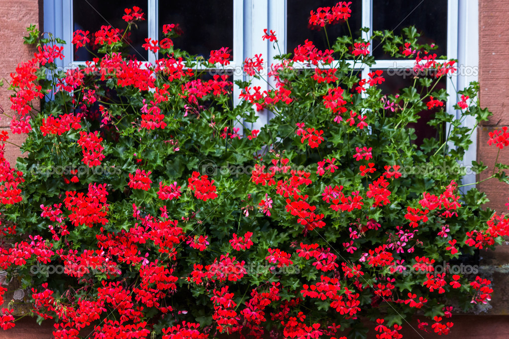 rode geraniums voor witte raam — Stockfoto © Moskwa #34994613