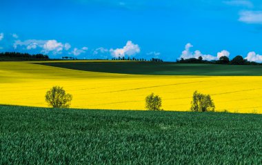 Sarı ve yeşil alanlar