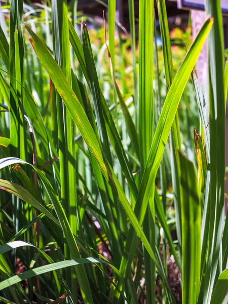 Lemon grass, Citronnelle plant — Stock Photo, Image