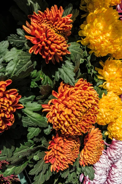 Gele en oranje pompon chrysant — Stockfoto