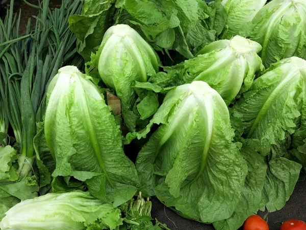 Lechuga Romaine —  Fotos de Stock