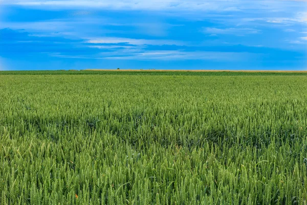 Campo di grano e cielo blu — Foto Stock