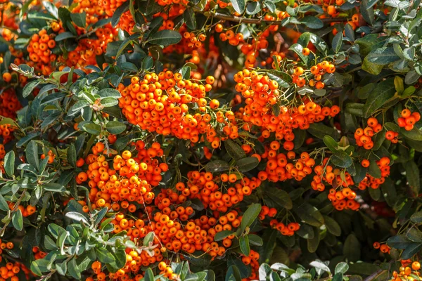 Mountain ash berries — Stock Photo, Image