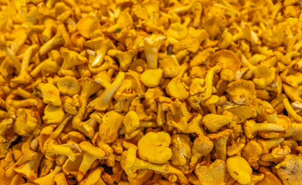 Fresh golden chanterelles — Stock Photo, Image