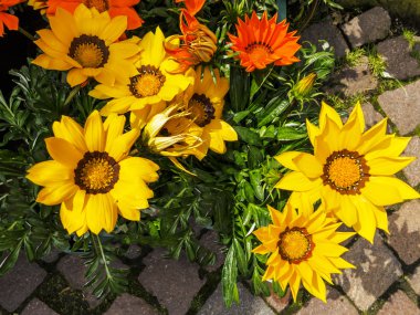 Sarı ve turuncu gazania çiçek
