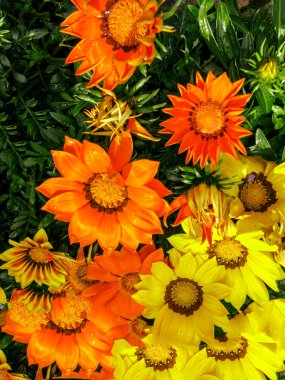 Sarı ve turuncu gazania çiçek