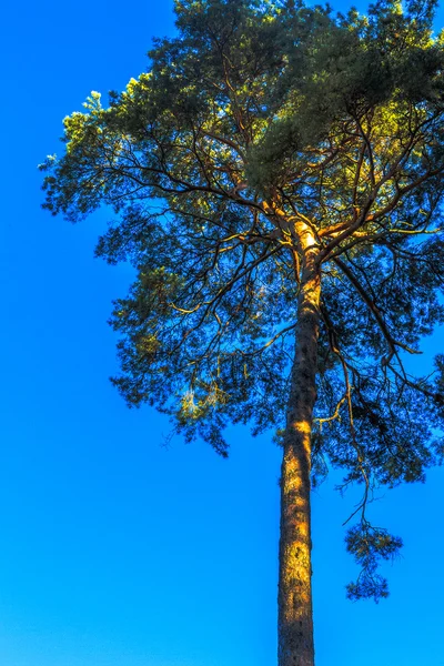 Kiefer in goldenem Licht am blauen Himmel — Stockfoto