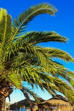 palmiye ağacı ve palmiye kaplı şemsiye