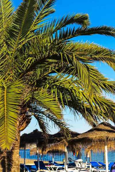 Palmboom en palm bedekt parasols — Stockfoto