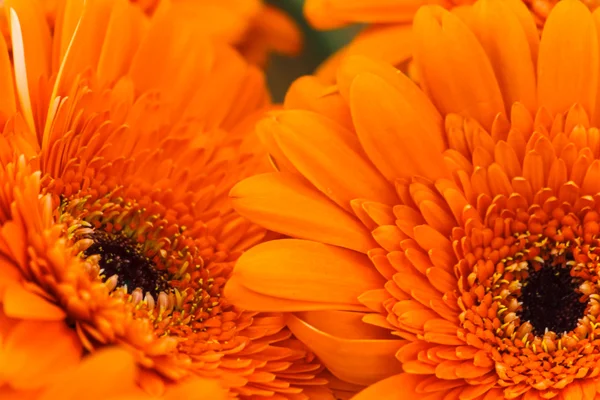 Orange Gerbera-Blüte — Stockfoto