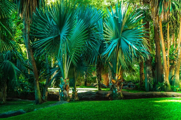 Landscape with palm trees — Stock Photo, Image