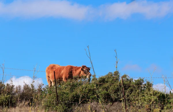 Landschap met bruin koe — Stockfoto