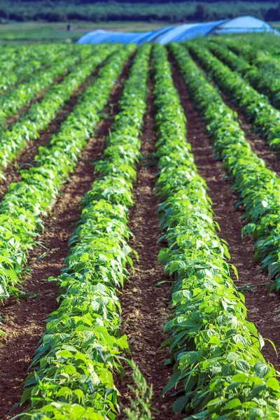 Campos de batata no verão — Fotografia de Stock