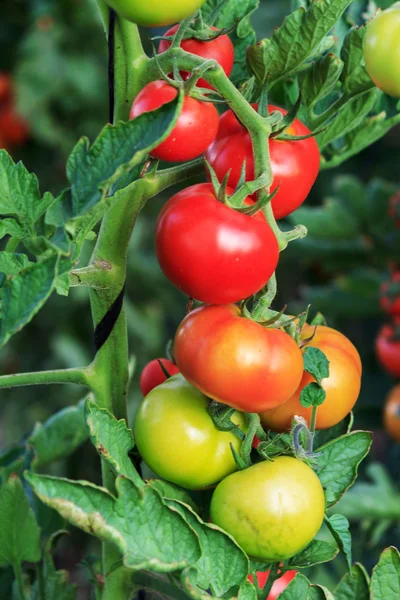 Growing tomatoes in a greenhouse — Stock Photo, Image
