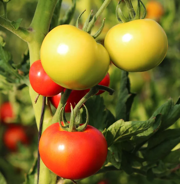 Serada domates yetiştirmek. — Stok fotoğraf