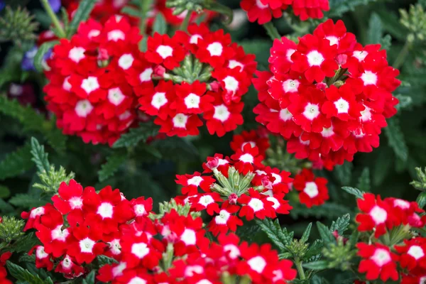 Rode en witte verbena bloemen — Stockfoto