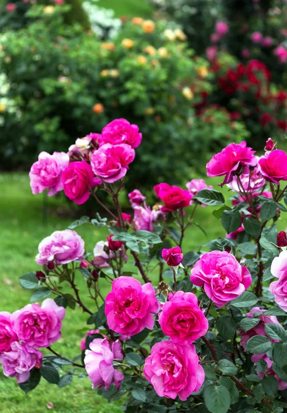 Rosas rosadas en un jardín — Foto de Stock