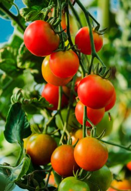 Serada domates yetiştirmek.