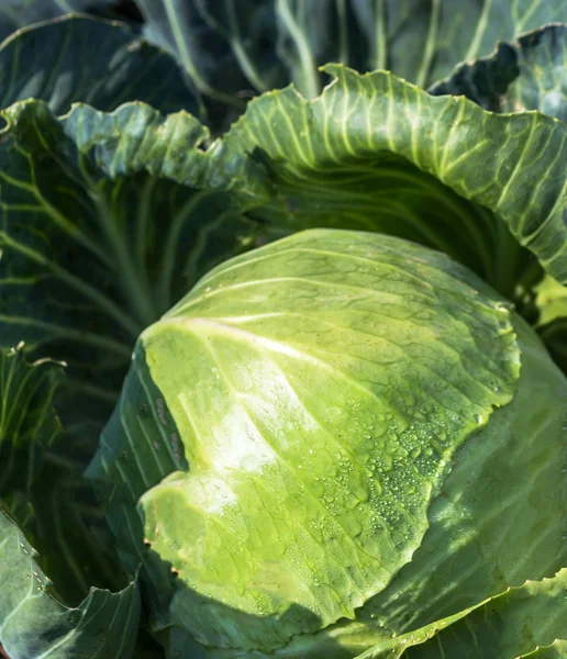 White cabbage — Stock Photo, Image