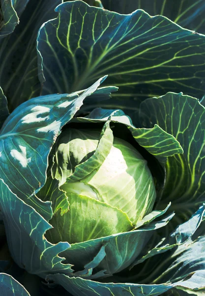 White cabbage — Stock Photo, Image