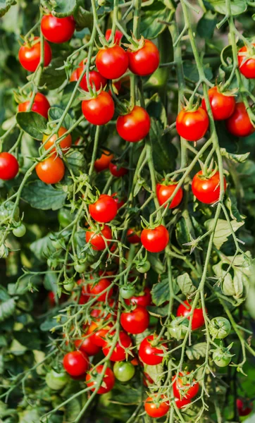 Pomodori rossi in una serra — Foto Stock