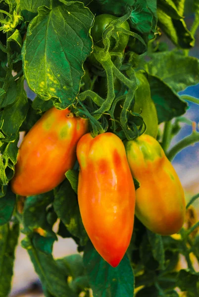 Cultivar pimientos en un invernadero —  Fotos de Stock