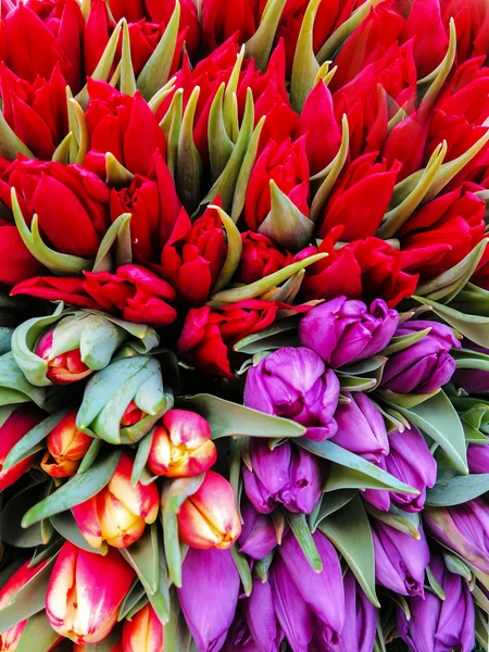 Rode en paarse tulpen — Stockfoto