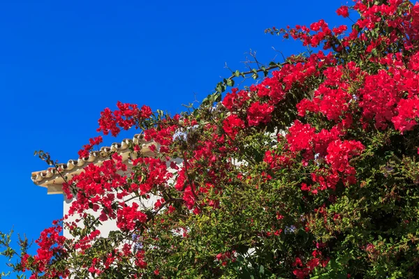 Яскраво-червоні бугенвільські квіти — стокове фото