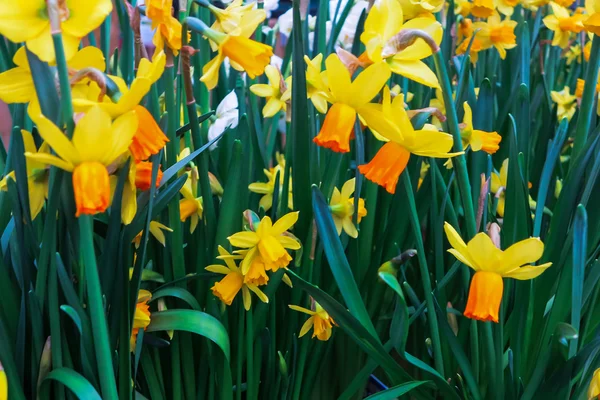 黄色及橙色的野生水仙花 — 图库照片