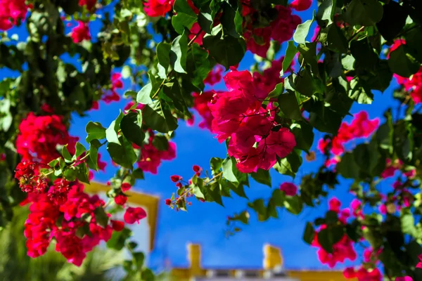 Heldere rode bougainvillea bloemen — Stockfoto