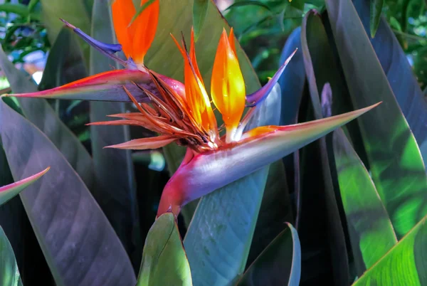 Flor de strelitzia — Fotografia de Stock