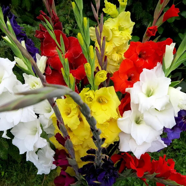 Flores coloridas de gladíolo — Fotografia de Stock