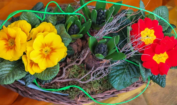 Yellow and red Primula flowers in basket — Stock Photo, Image
