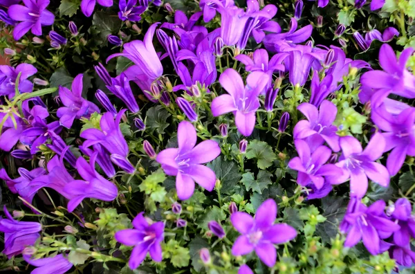 Lila campanula bloemen — Stockfoto