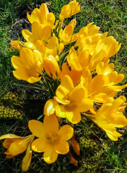 Yellow crocus flowers — Stock Photo, Image