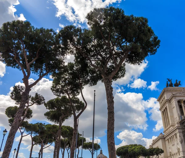 松树在罗马威尼斯广场附近 — 图库照片
