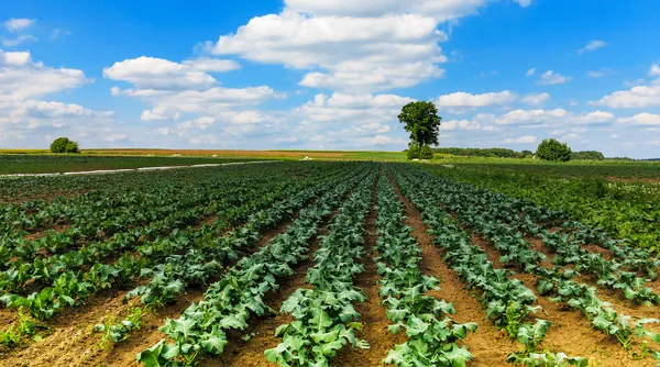 Gemüsefelder im Frühsommer — Stockfoto