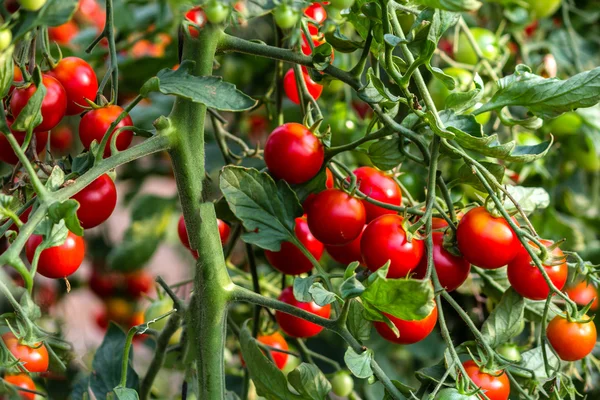 Red tomatoes in a greenhouse — Stock Photo, Image