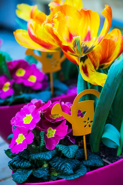 Flores de primavera en el espejo — Foto de Stock