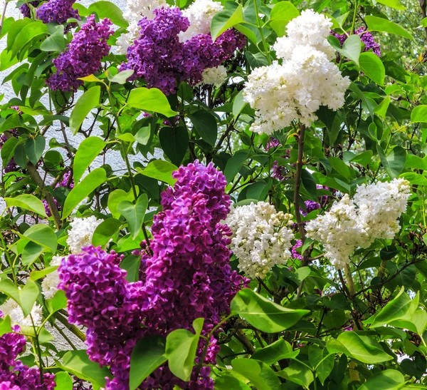 White and purple lilac flowers — Stock Photo, Image