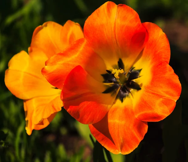 Червоні і жовті тюльпани — стокове фото