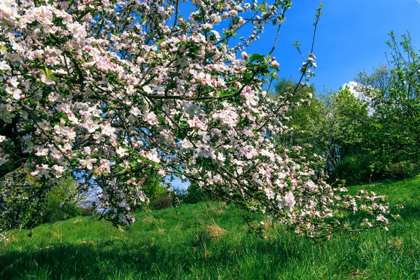 Blühender Apfelbaum auf der grünen Wiese — Stockfoto