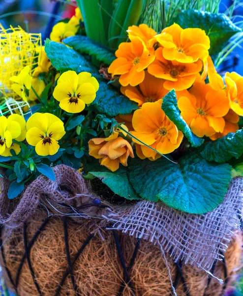 Fleurs printanières dans un panier — Photo