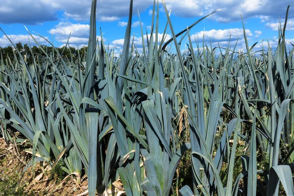 Campo di porri e cielo blu — Foto Stock