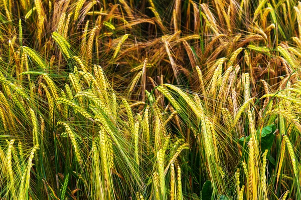 黄金と緑の麦畑 — ストック写真