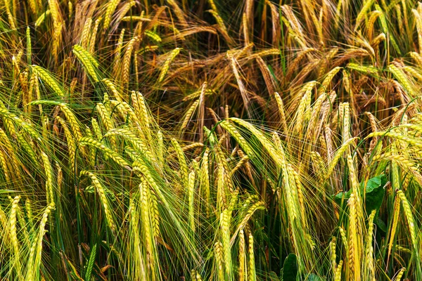 Campo de cevada dourada e verde — Fotografia de Stock